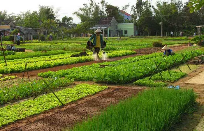 Hoi An – Tra Que – Hoi An - Photo 1