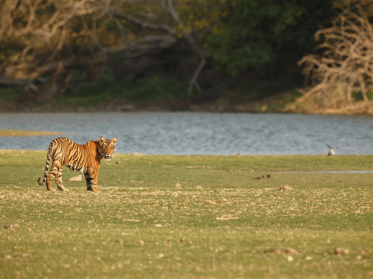 Voyage organisé en Inde: CIRCUIT RAJASTHAN voyage-organise-inde-circuit-rajasthan